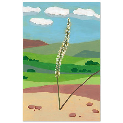 Squill