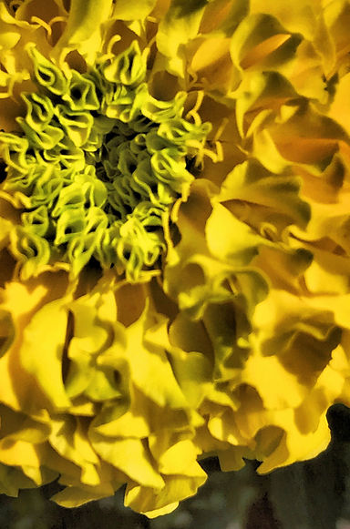 Marigold Ruffles- cropped.jpg