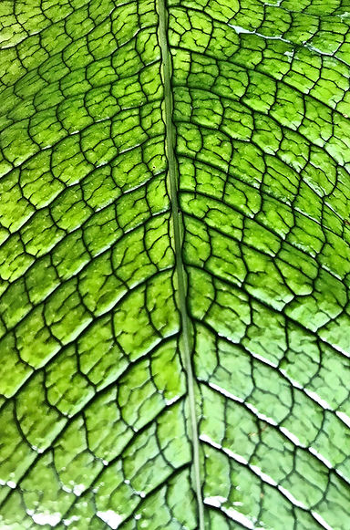 Crocodile Fern Veins.JPEG