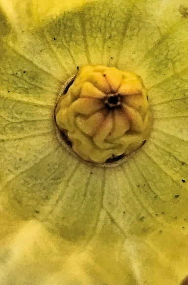 Hibiscus Fruit.JPEG
