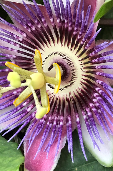Passionflower.JPEG