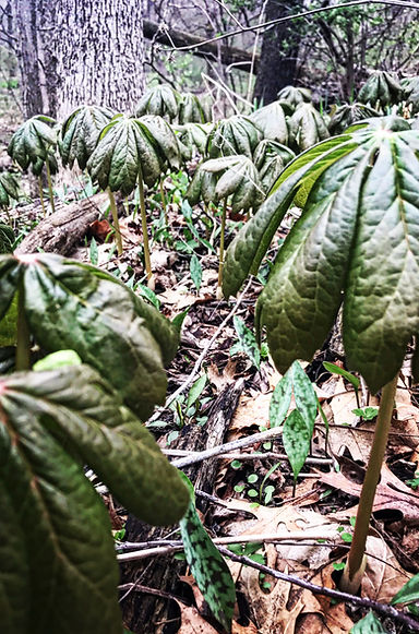 Mayapples.jpg