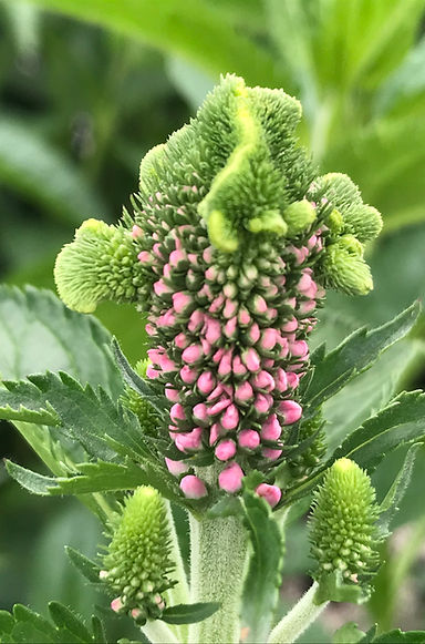 Crested Veronica Inflorescense.JPEG