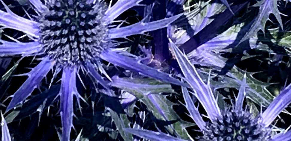 sea holly 3_edited.jpg