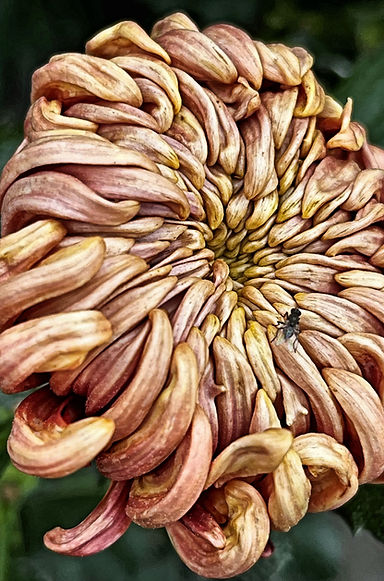 Fly on Chysanthemum.jpg