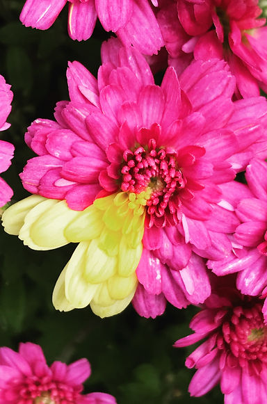 Mum Mutation.jpg
