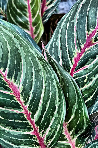 Aglaonema.jpg