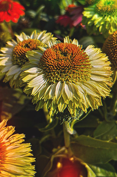 dayglow echinacea_edited.jpg
