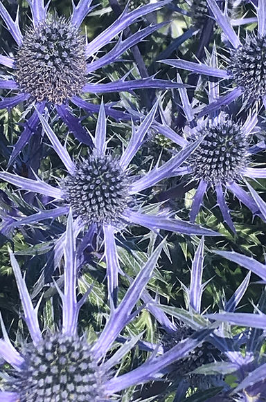 sea holly 2.JPEG