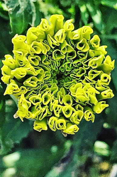 Marigold bud.jpg