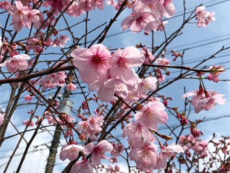 陽光桜(ヨウコウザクラ)