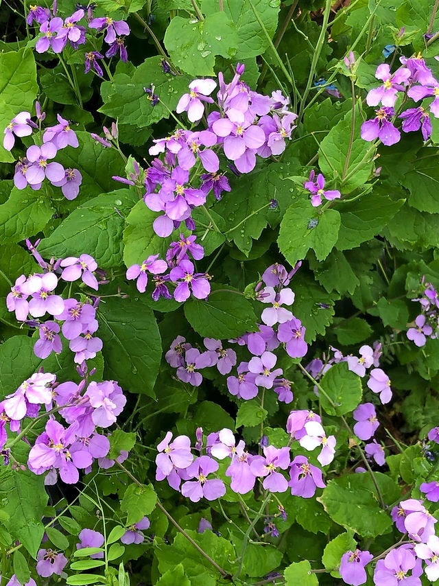 ムラサキダイコン ムラサキダイコン