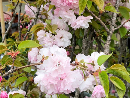 手毬桜(テマリザクラ)
