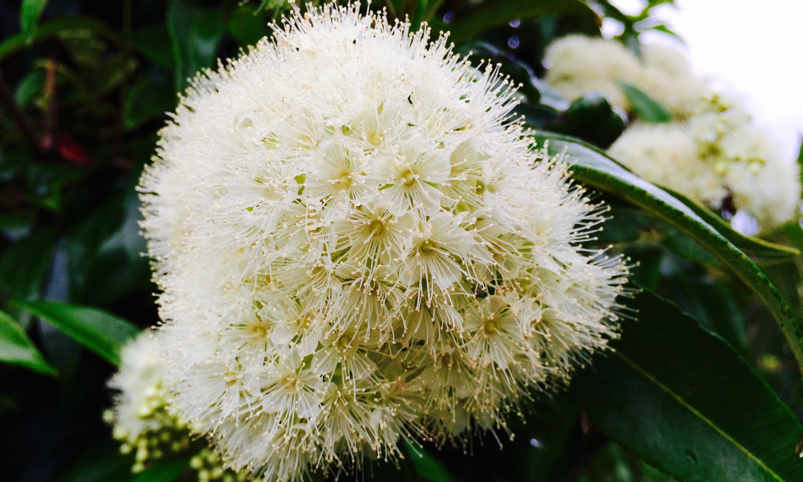 Лимонный мирт эфирное масло / Lemon myrtle Essential Oil, 10 мл