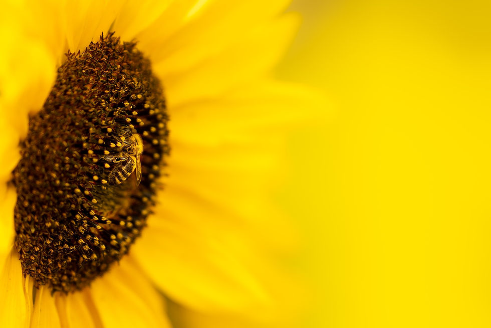 sunflower-g62658ac4c_1920.jpeg