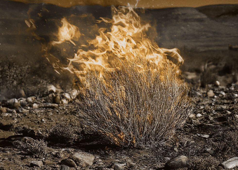 Photo of a bush burning in the desert with big fire
