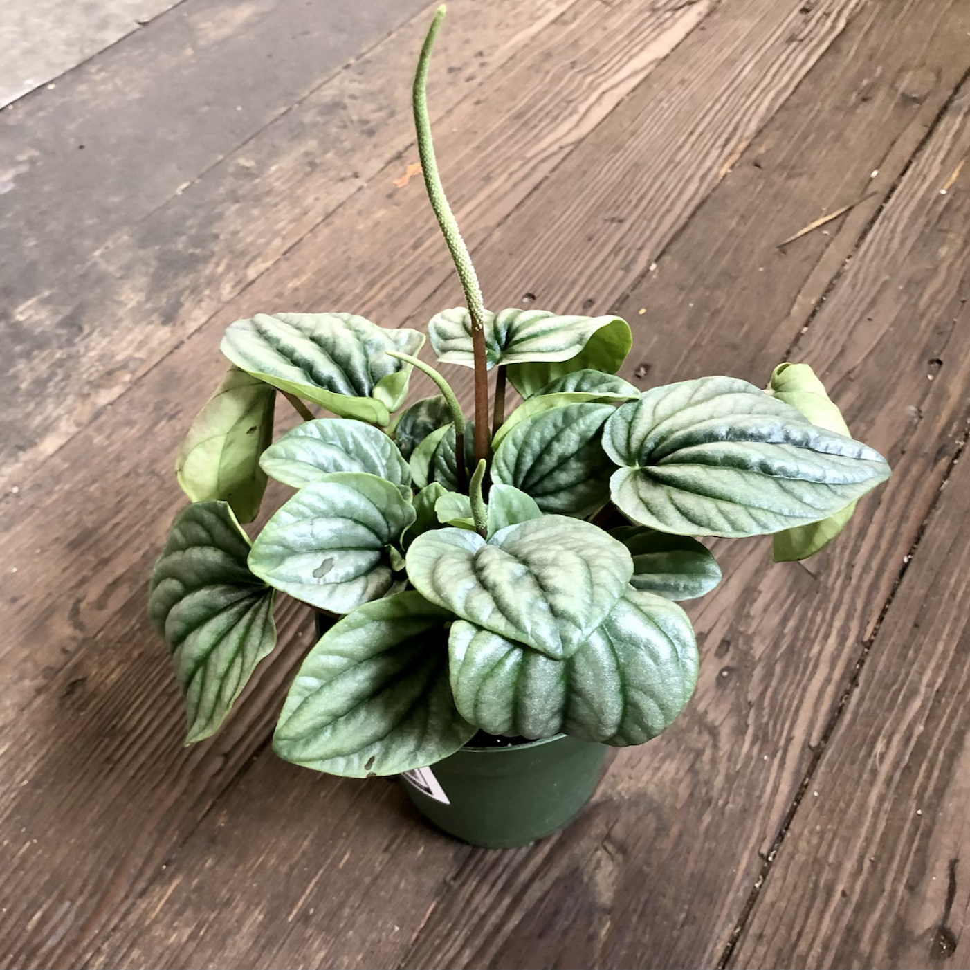 PEPEROMIA FROST
