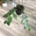 4" HOYA POLYNEURA HB