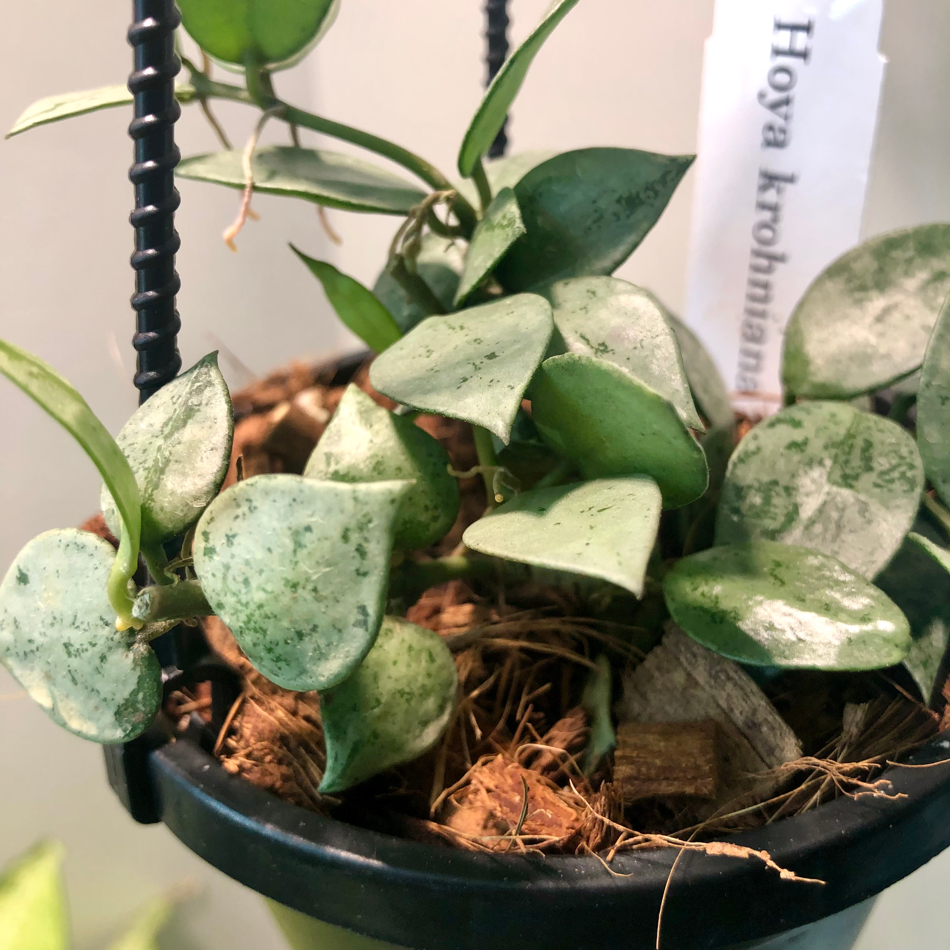 4" HOYA KROHNIANA (SILVER) HB