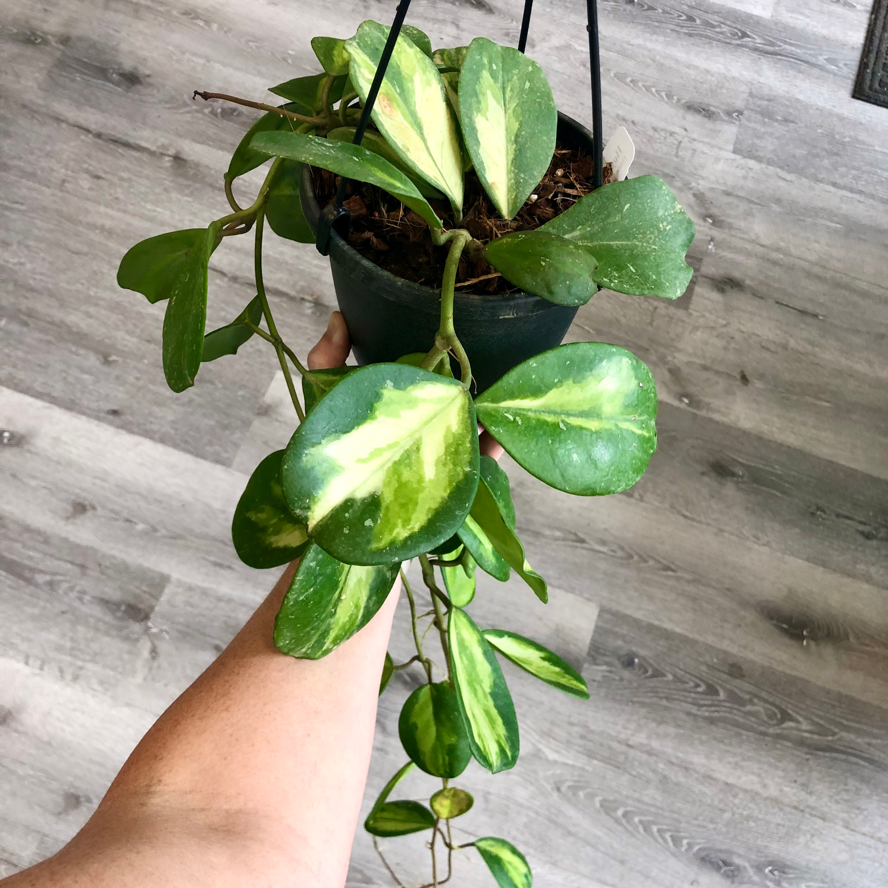 6" HOYA OBOVATA (INNER VARIEGATED) HB