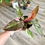 Thumbnail: PHILODENDRON PINK PRINCESS