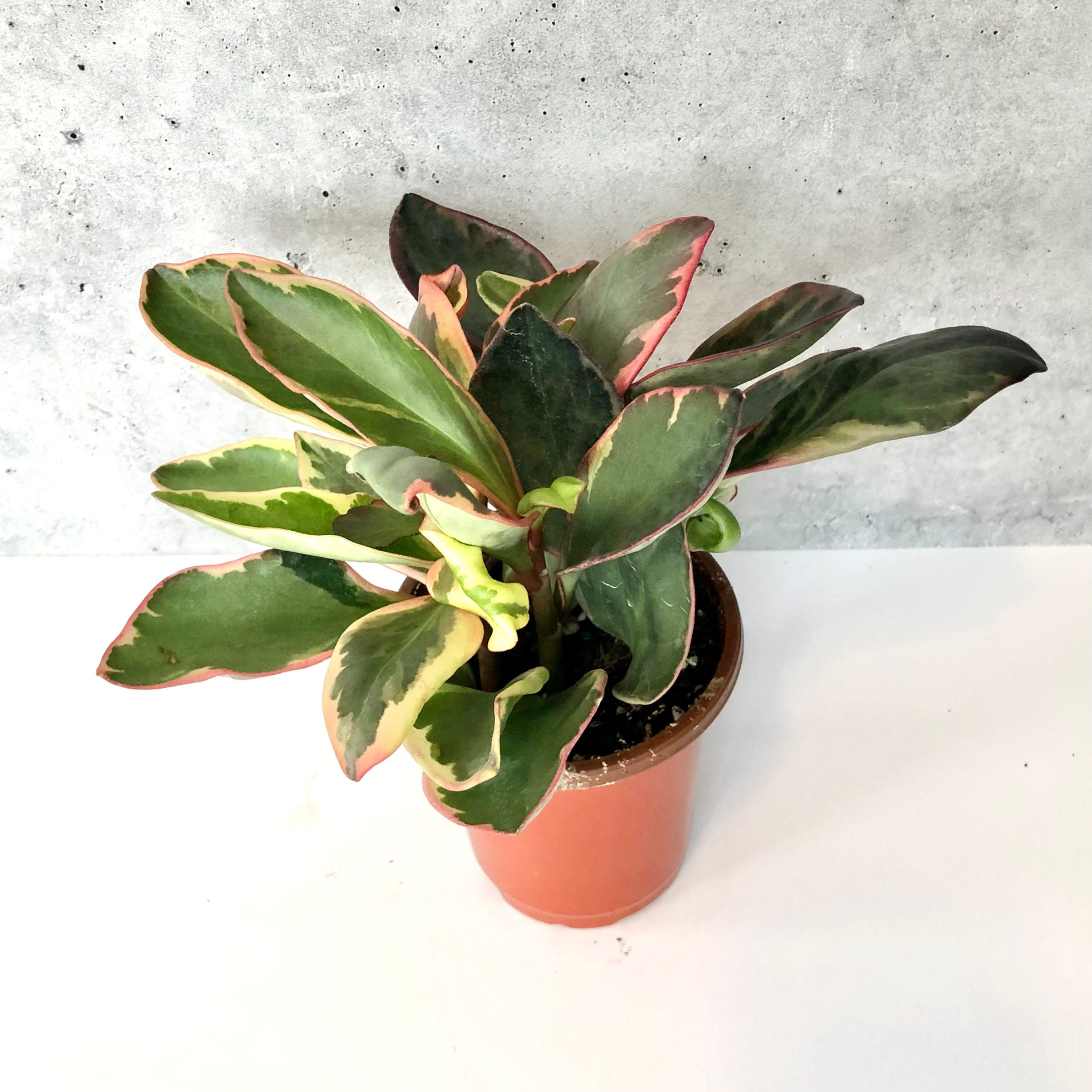 PEPEROMIA GINNY