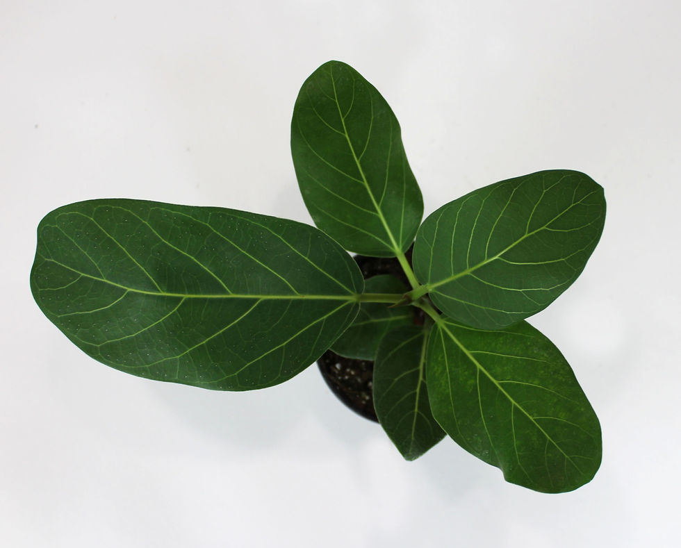 Thumbnail: FICUS AUDREY