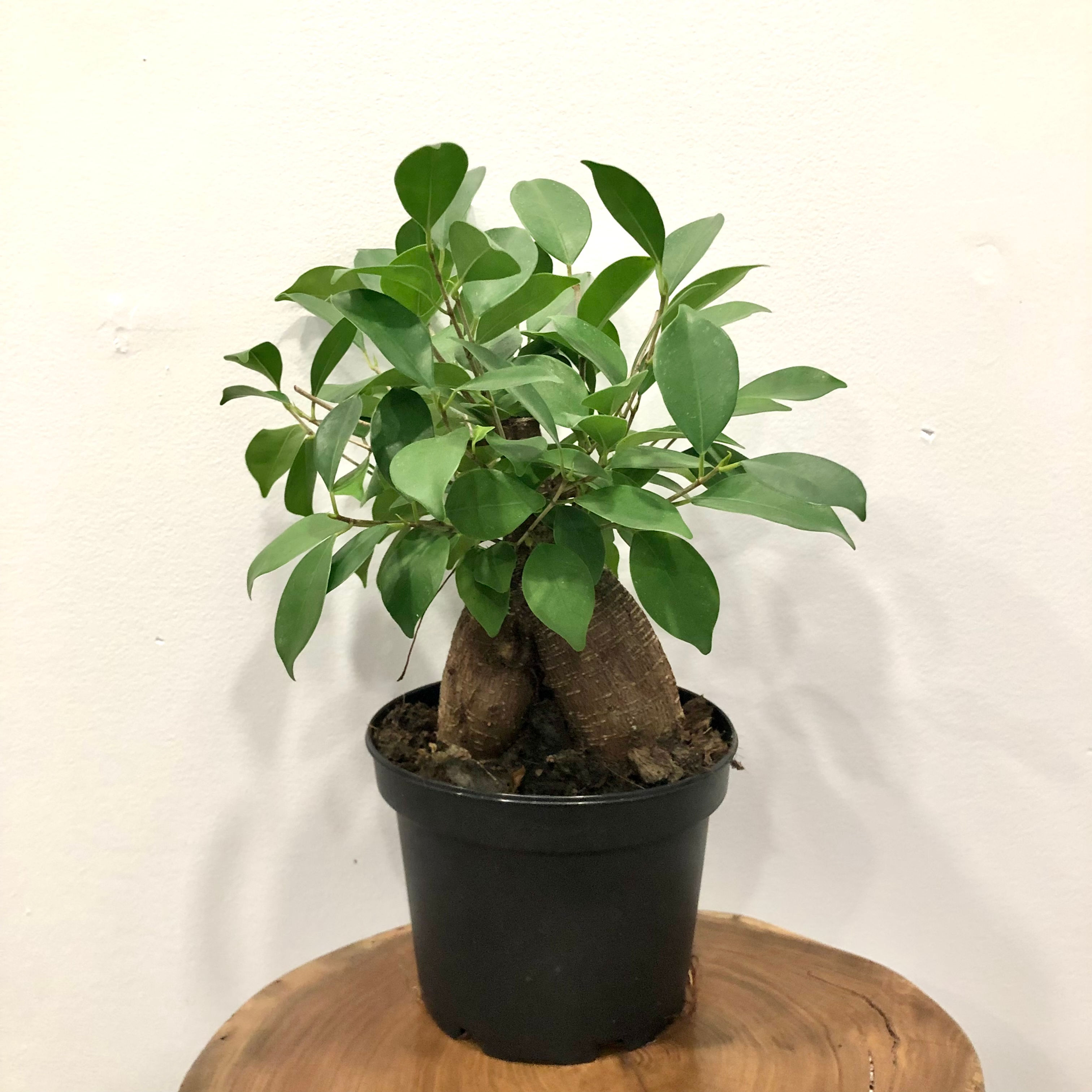 FICUS MICROCARPA GINSENG