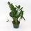 Thumbnail: Zamioculcas zamiifolia (ZZ PLANT)