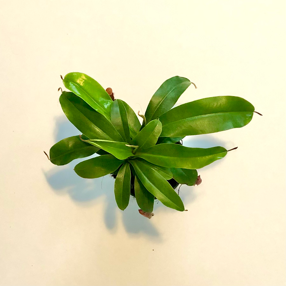 Thumbnail: NEPENTHES 'LADY LUCK'