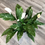 Thumbnail: SPATHIPHYLLUM DOMINO