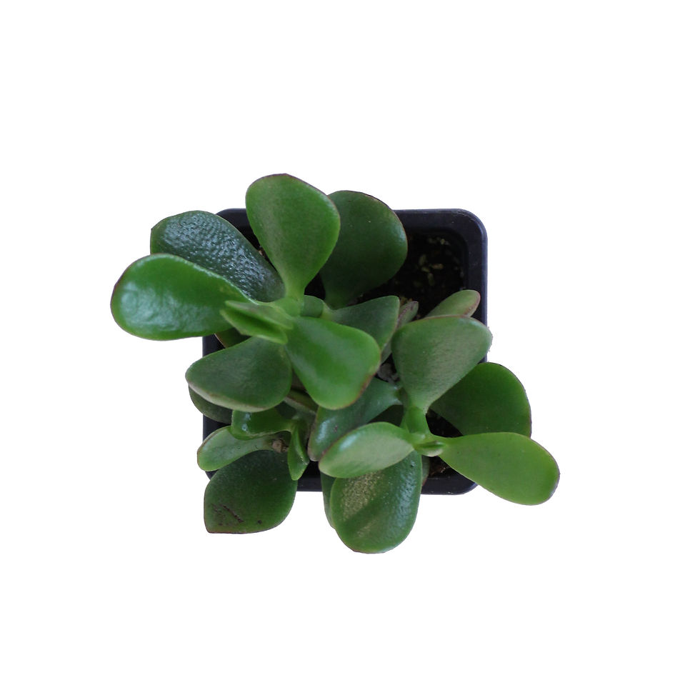 Thumbnail: Crassula ovata (jade plant)