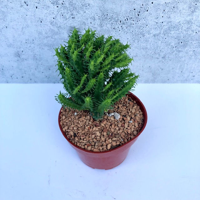 Thumbnail: EUPHORBIA FIMBRIATA