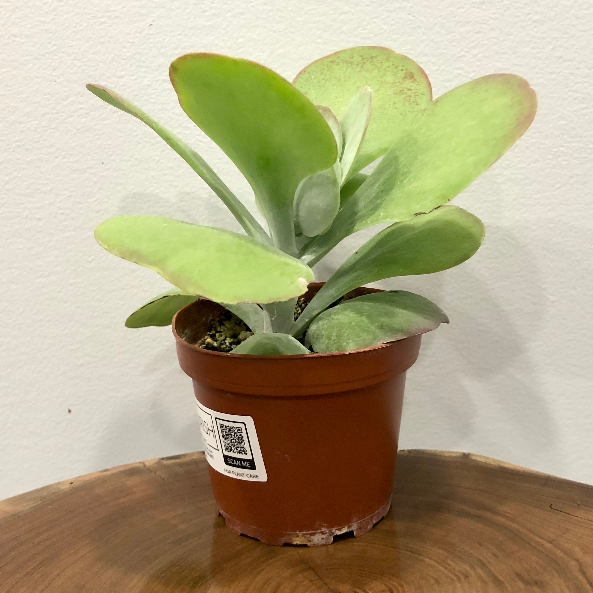 FLAPJACK SUCCULENT