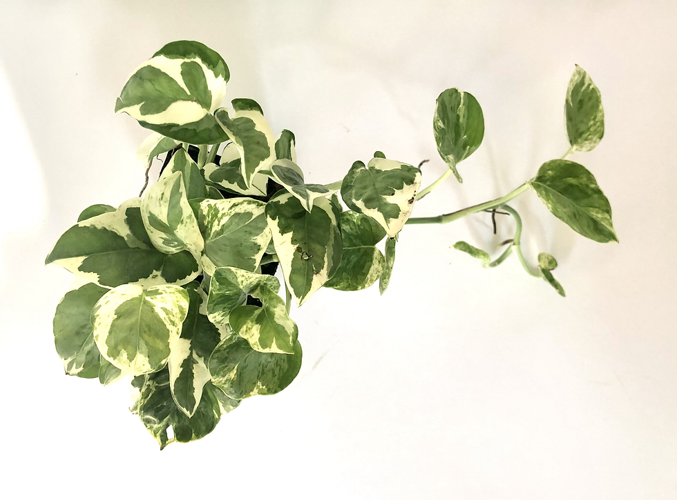 Thumbnail: PEARLS & JADE POTHOS