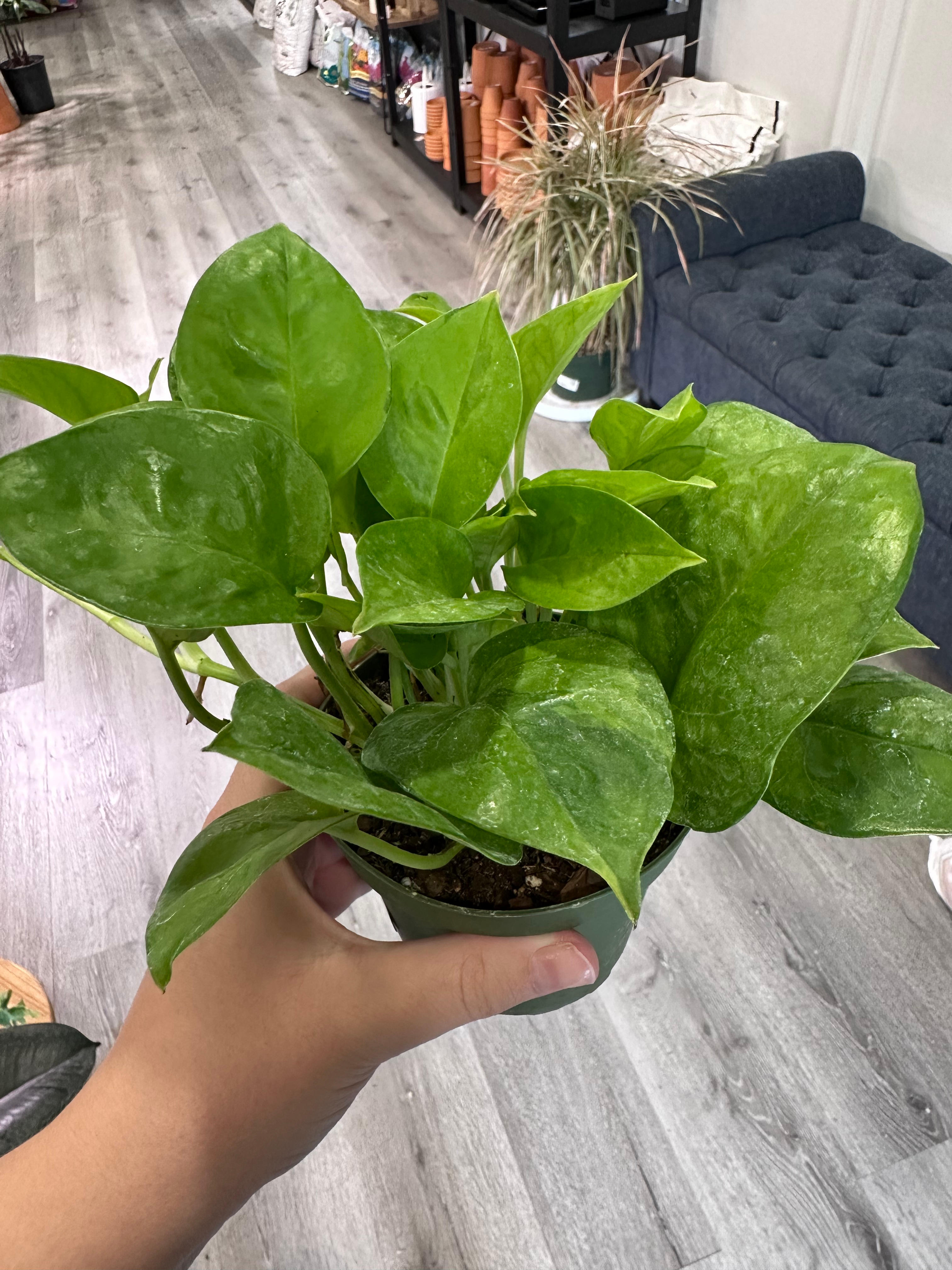 POTHOS EMERALD