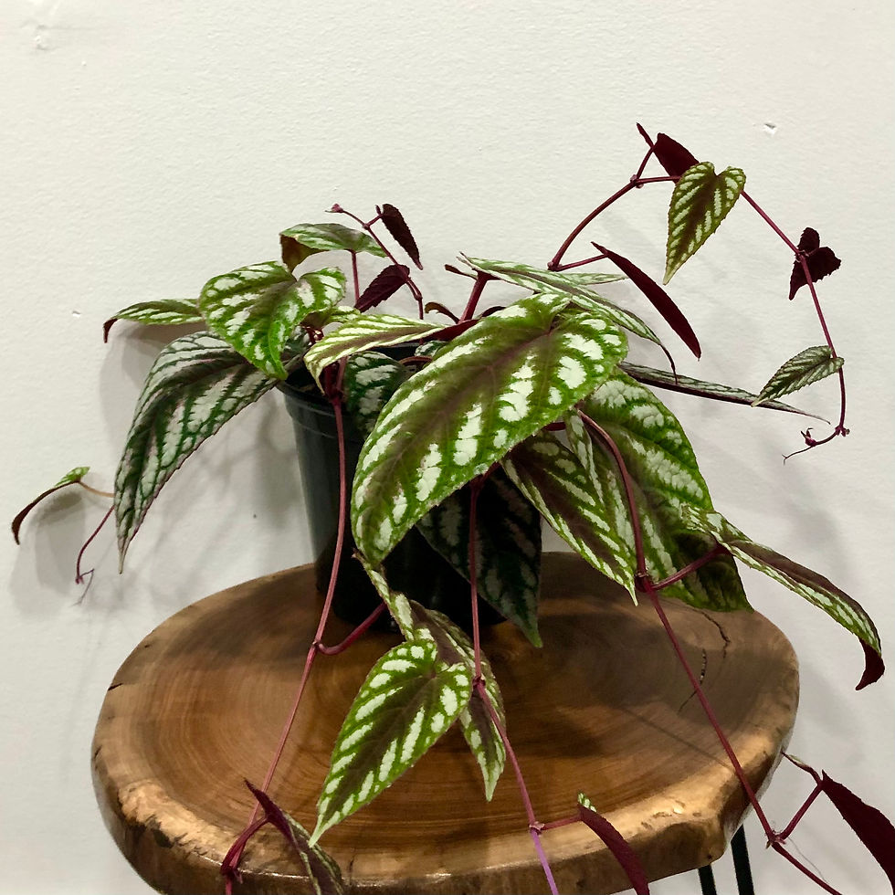 Thumbnail: CISSUS DISCOLOR