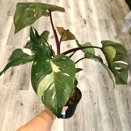 philodendron red princess Philodendon 'Red Princess' (PRP1) 🌱 – Next World Exotics