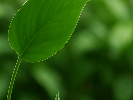 Is My Plant Crying? Understanding Guttation in Houseplants