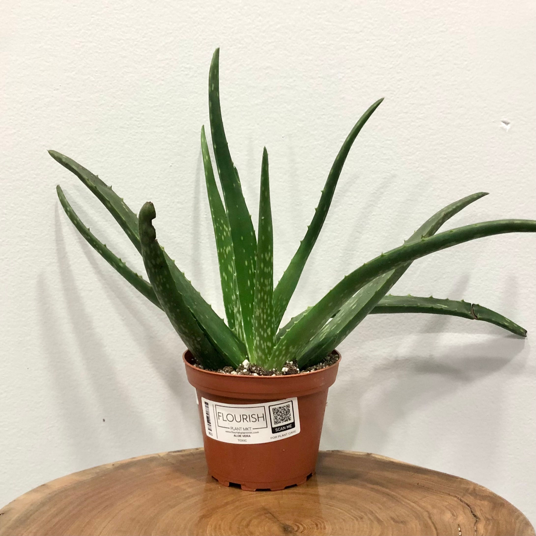ALOE VERA