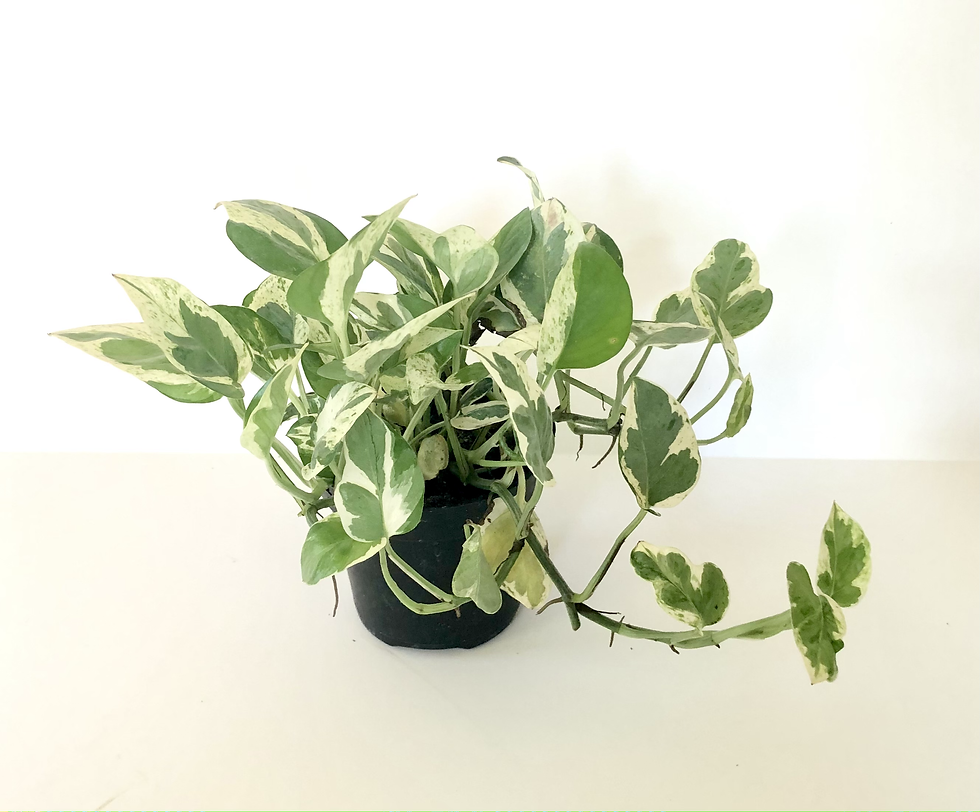 Thumbnail: PEARLS & JADE POTHOS