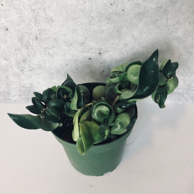 Thumbnail: HOYA CARNOSA 'COMPACTA'
