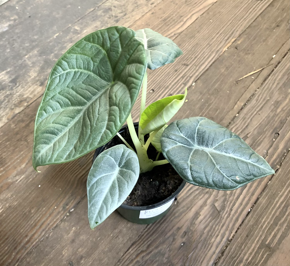 Thumbnail: ALOCASIA MAHARANI