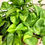 Thumbnail: GLOBAL GREEN POTHOS