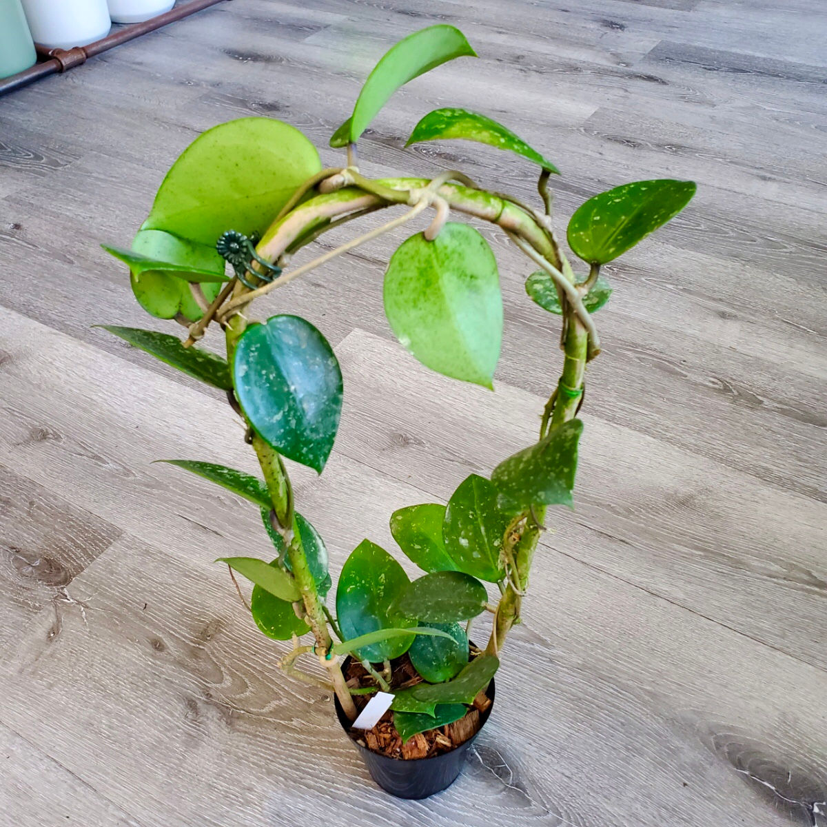 Hoya verticillata syn. Hoya parasitica