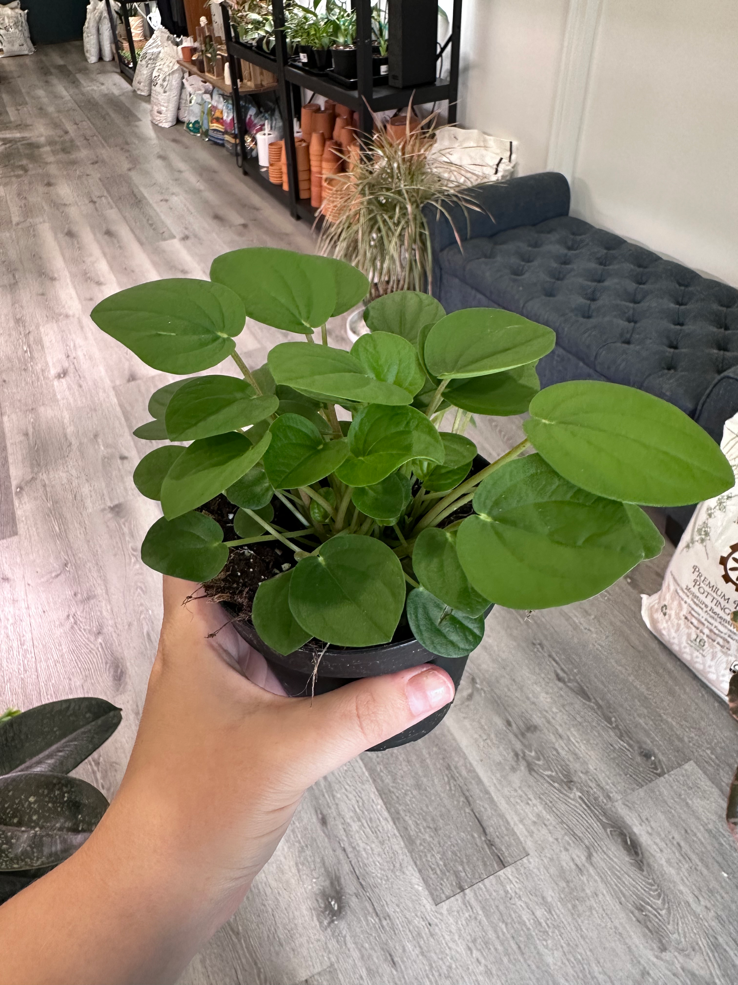 PEPEROMIA 'RANA VERDE'