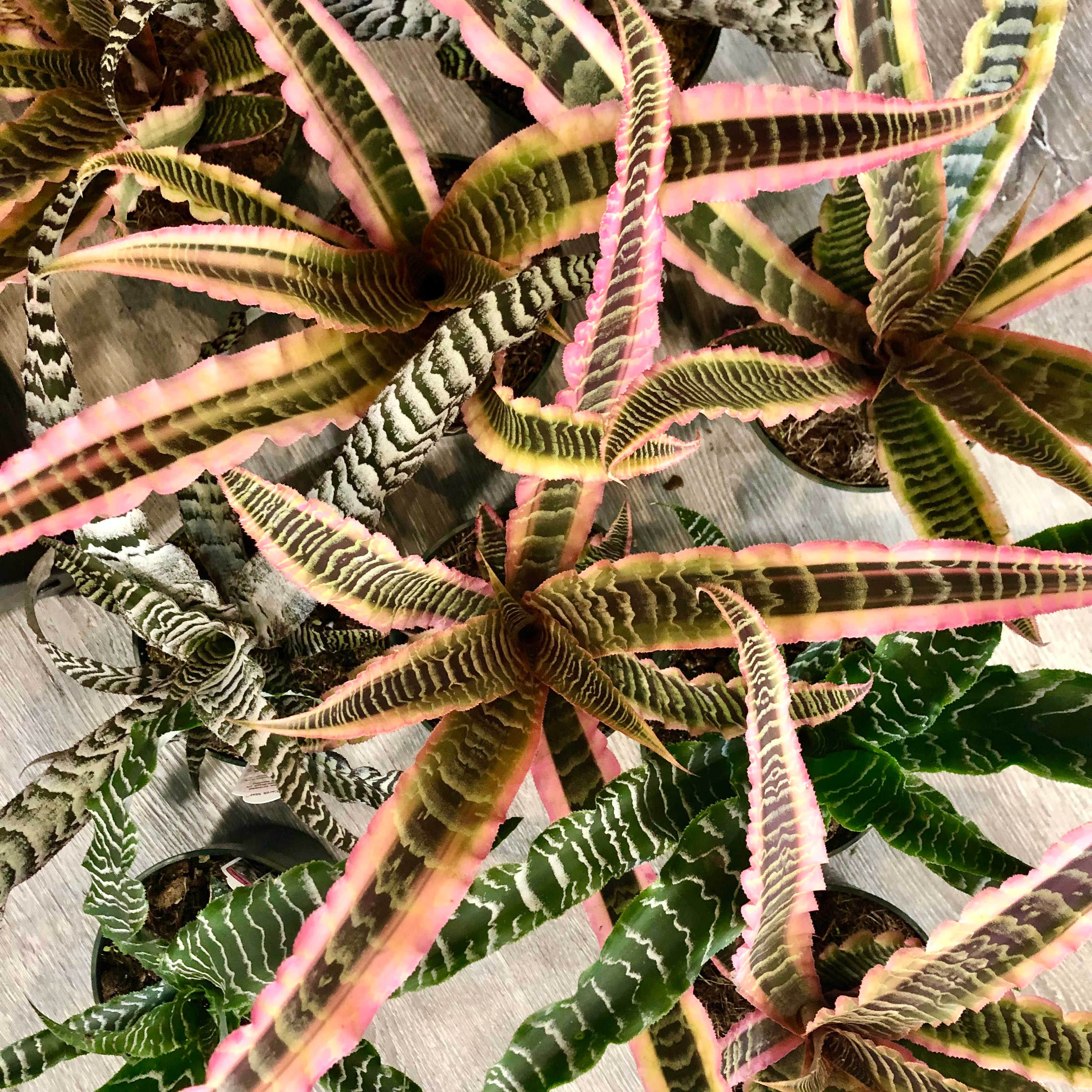 CRYPTANTHUS (ASSORTED)