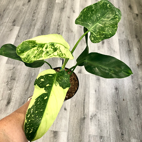 philodendron acutifolium Philodendron angustialatum
