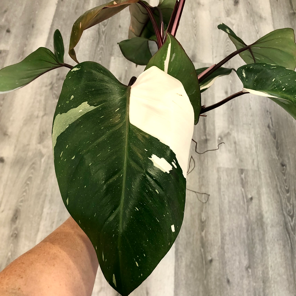 Thumbnail: 6" PHILODENDRON 'RED ANDERSON'