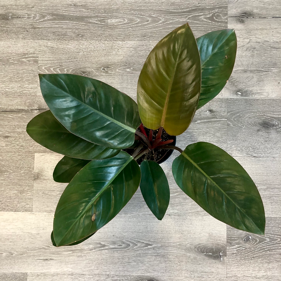 Thumbnail: PHILODENDRON BLACK CARDINAL
